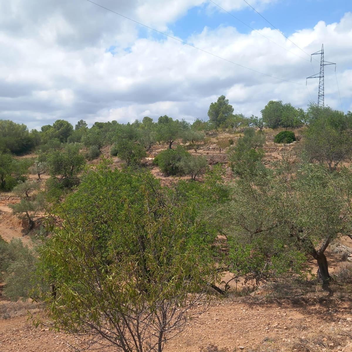 Ubebygd land til salgs i Bitem - € 40 000 (Ref: 9839167)