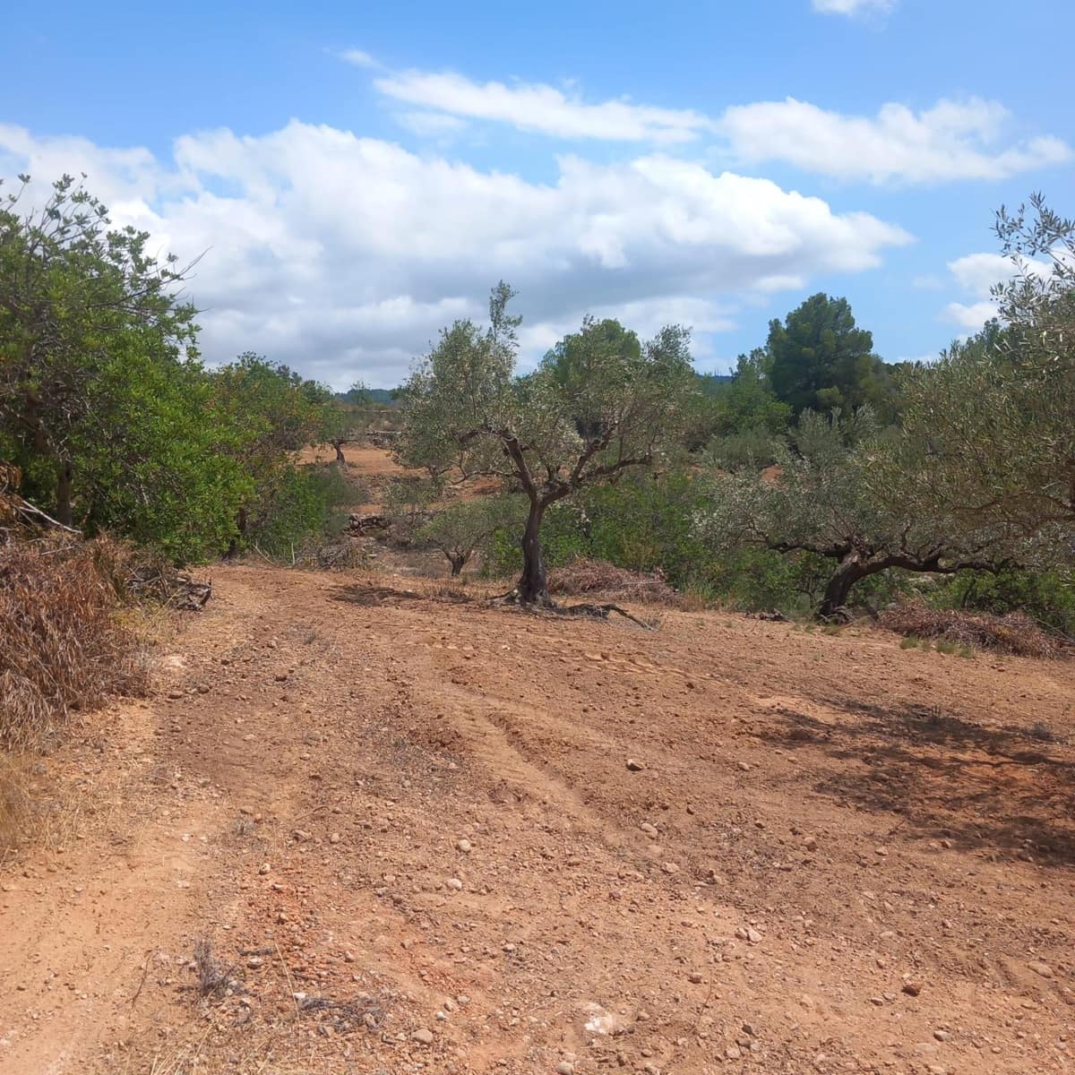 Ubebygd land til salgs i Bitem - € 40 000 (Ref: 9839167)