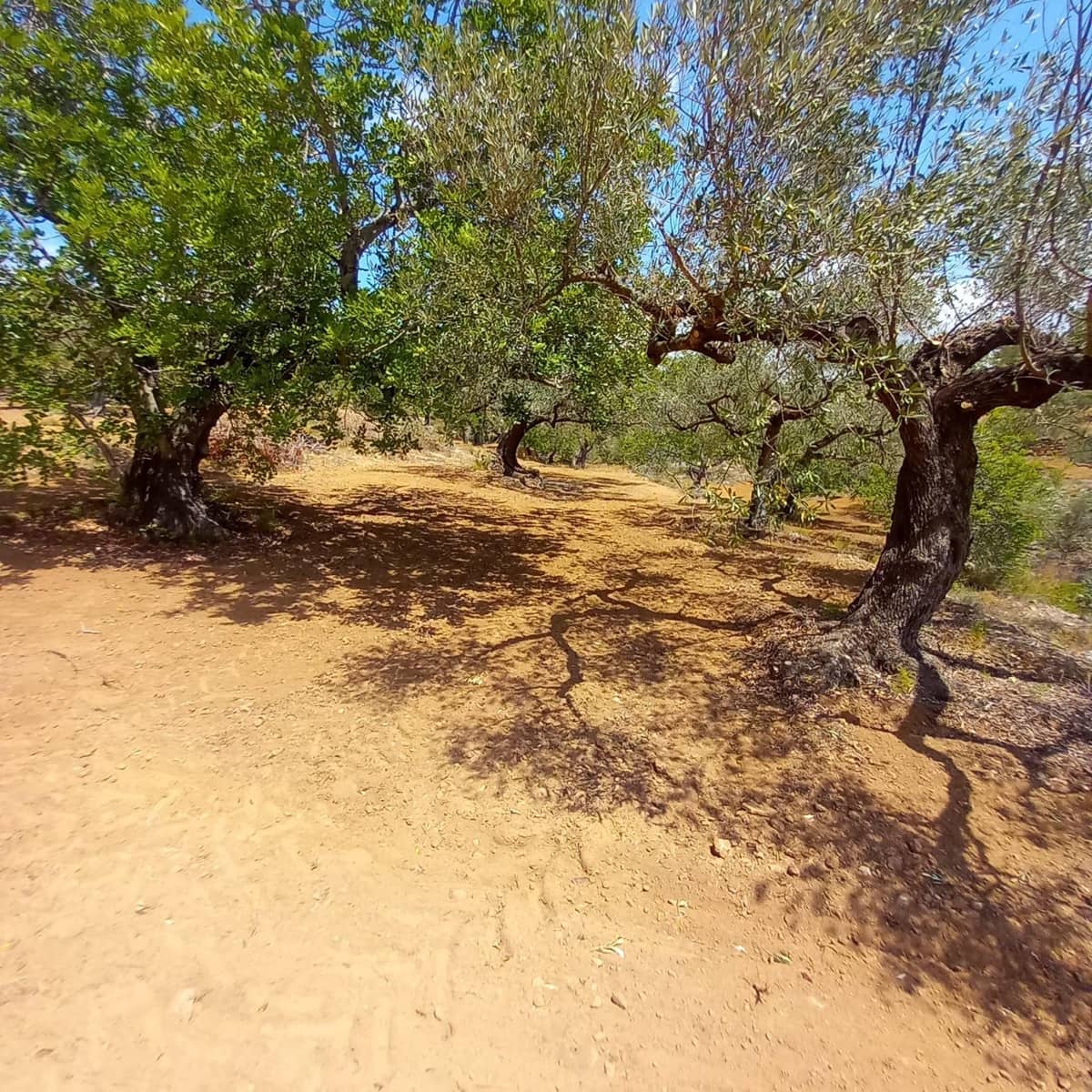 Ubebygd land til salgs i Bitem - € 40 000 (Ref: 9839167)