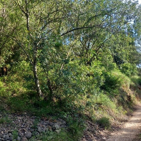 Undeveloped Land for sale in Tivenys - € 16,000 (Ref: 9913114)