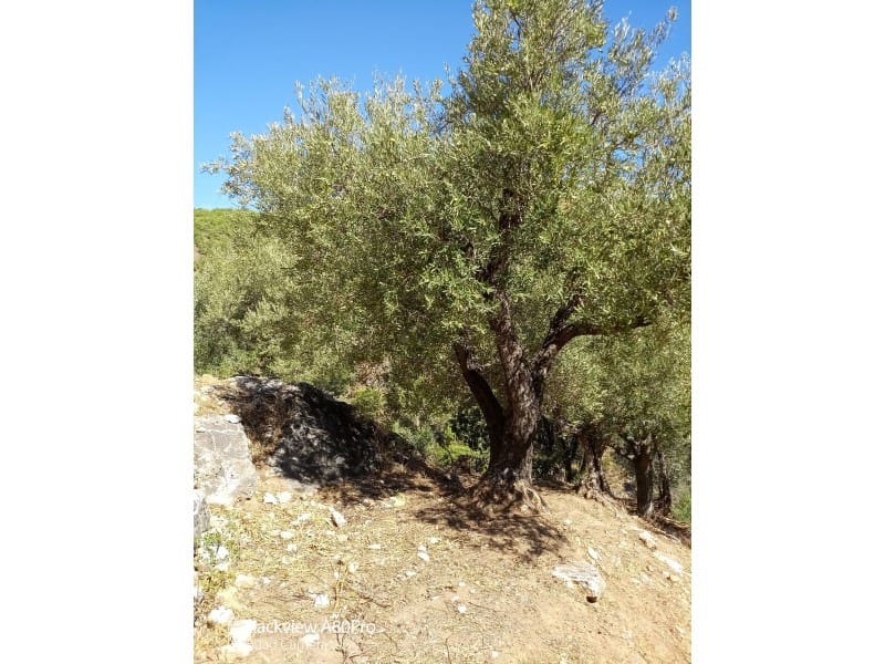 Rakentamaton maa myytävänä paikassa Canillas de Albaida - 14 000 € (Ref: 8155361)