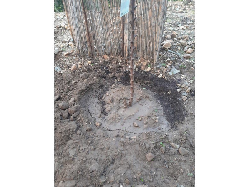 Rakentamaton maa myytävänä paikassa Canillas de Albaida - 14 000 € (Ref: 8155361)