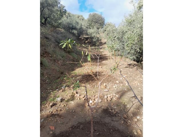 Terreno Non Edificato in vendita in Canillas de Albaida - 14.000 € (Rif: 8155361)