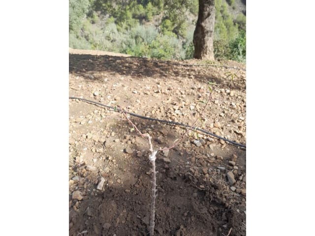 Terreno Non Edificato in vendita in Canillas de Albaida - 14.000 € (Rif: 8155361)