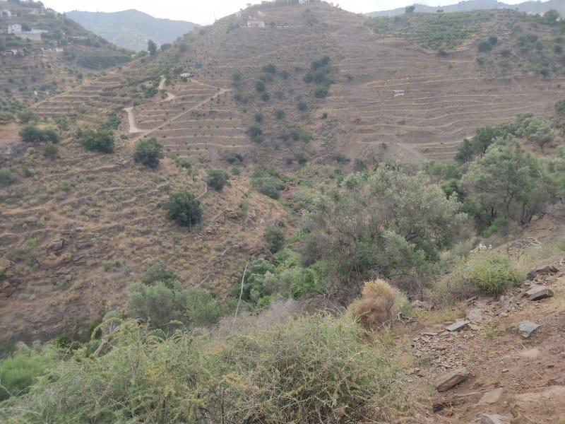 Undeveloped Land for sale in Sayalonga - € 68,500 (Ref: 8395349)