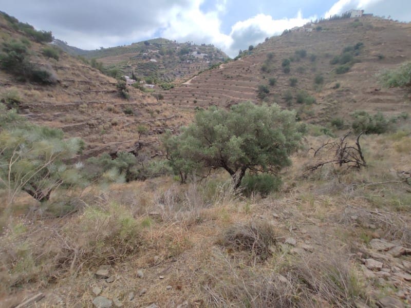 Undeveloped Land for sale in Sayalonga - € 68,500 (Ref: 8395349)
