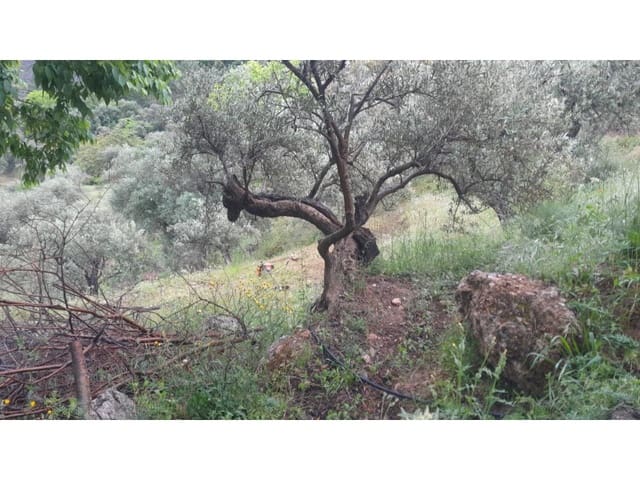 Mark till salu i Canillas de Albaida - 5 500 € (Ref: 9881876)