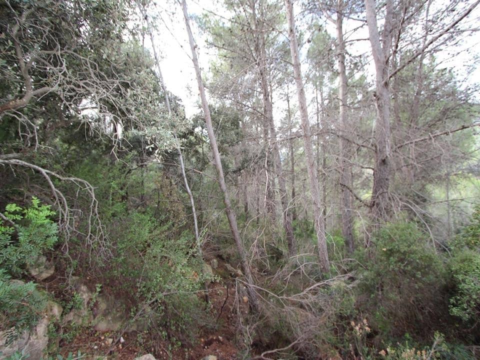 Byggegrund til salg i Benigembla / Benichembla - € 50.000 (Ref: 4866491)