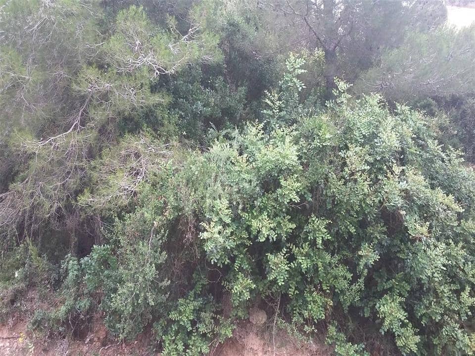 Building Plot for sale in Benitachell / Benitatxell - € 145,000 (Ref: 7287469)