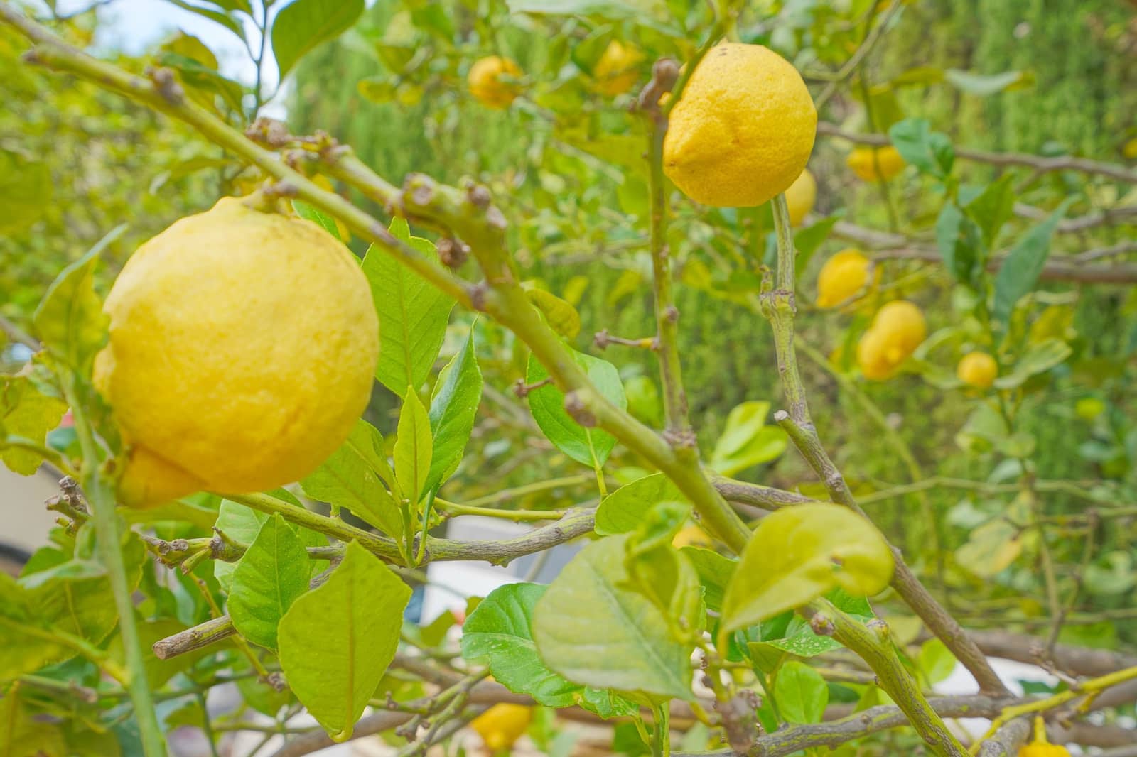 3 slaapkamer Villa te koop in Cumbre del Sol met zwembad - € 715.000 (Ref: 8528760)