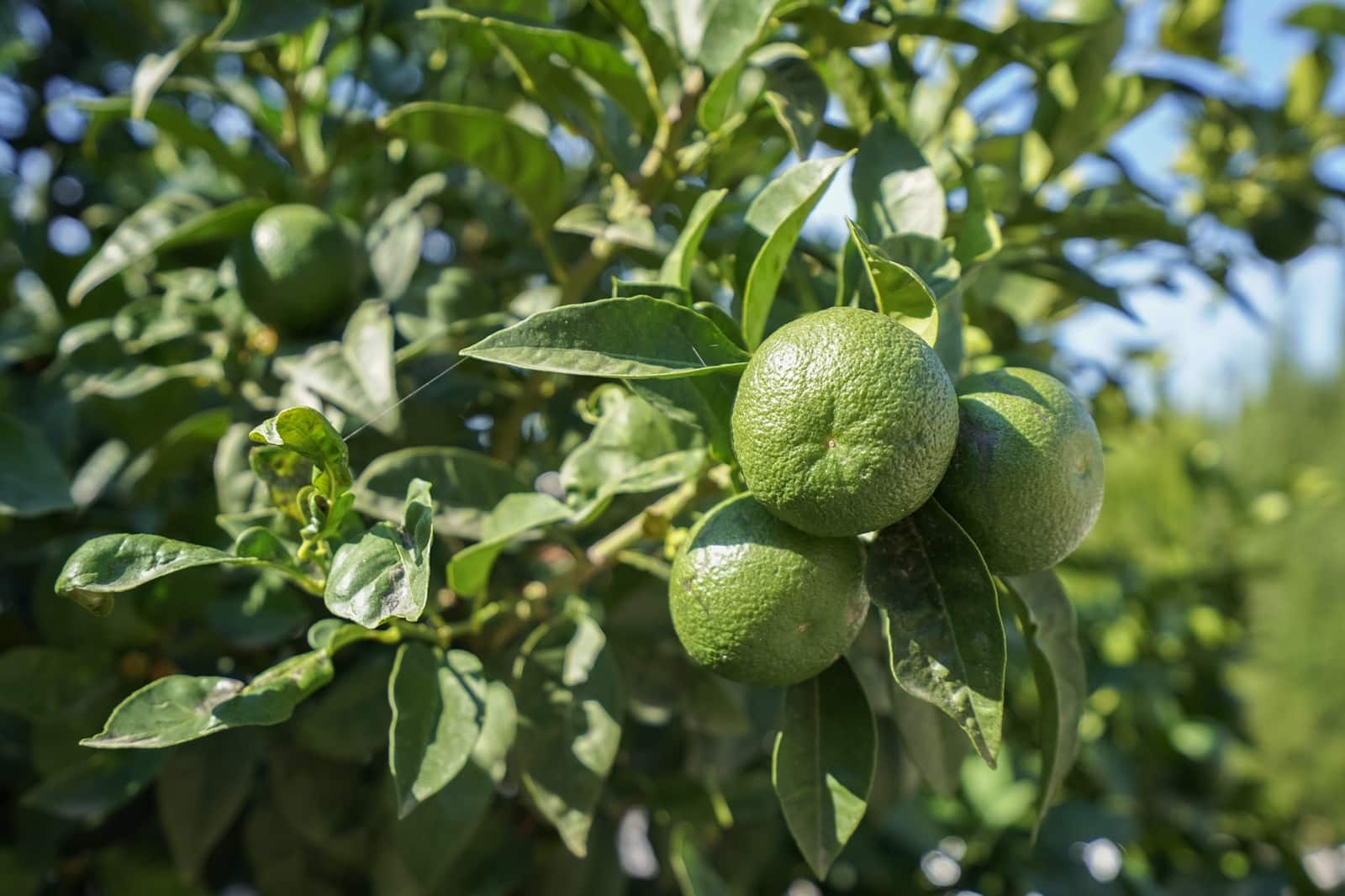 3 slaapkamer Villa te koop in Benissa met zwembad - € 799.000 (Ref: 9349969)