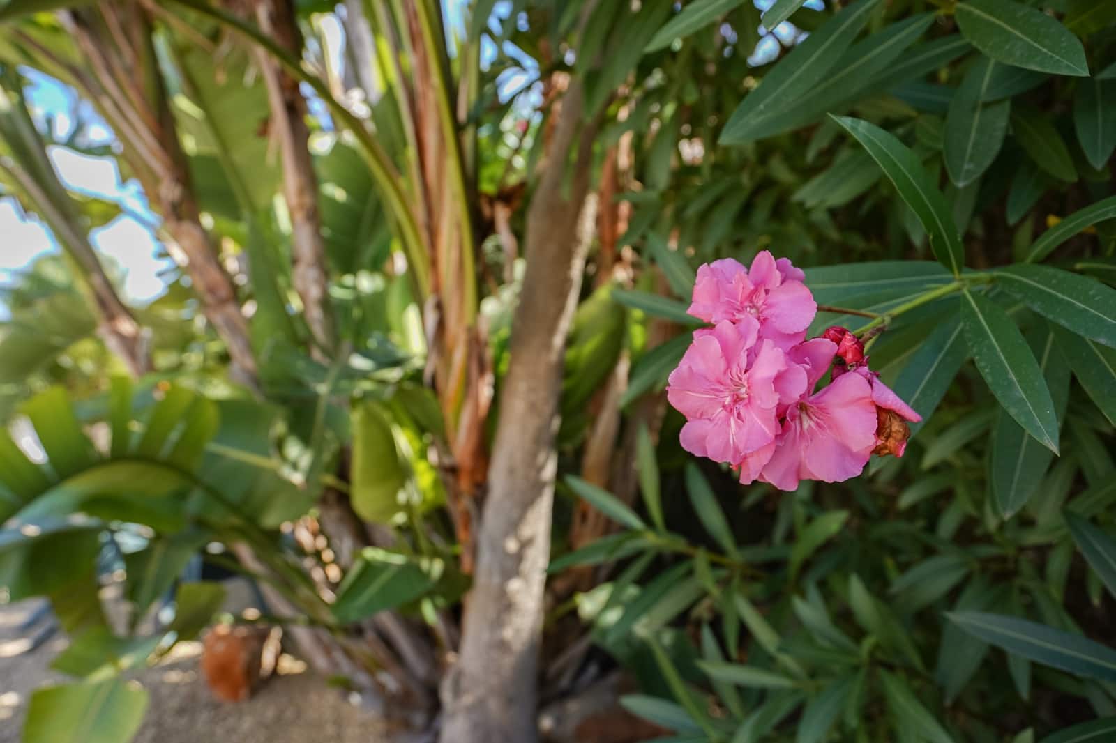 3 makuuhuone Huvila myytävänä paikassa Javea / Xabia mukana uima-altaan - 795 000 € (Ref: 9584742)