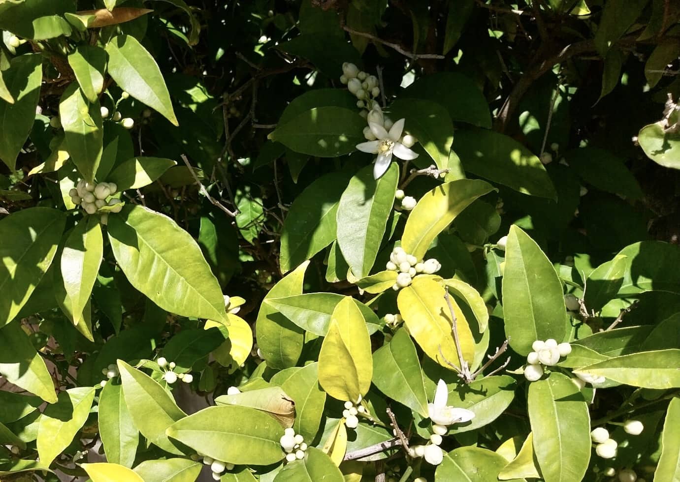 4 camera da letto Villa in vendita in Javea / Xabia con piscina - 595.000 € (Rif: 9685673)