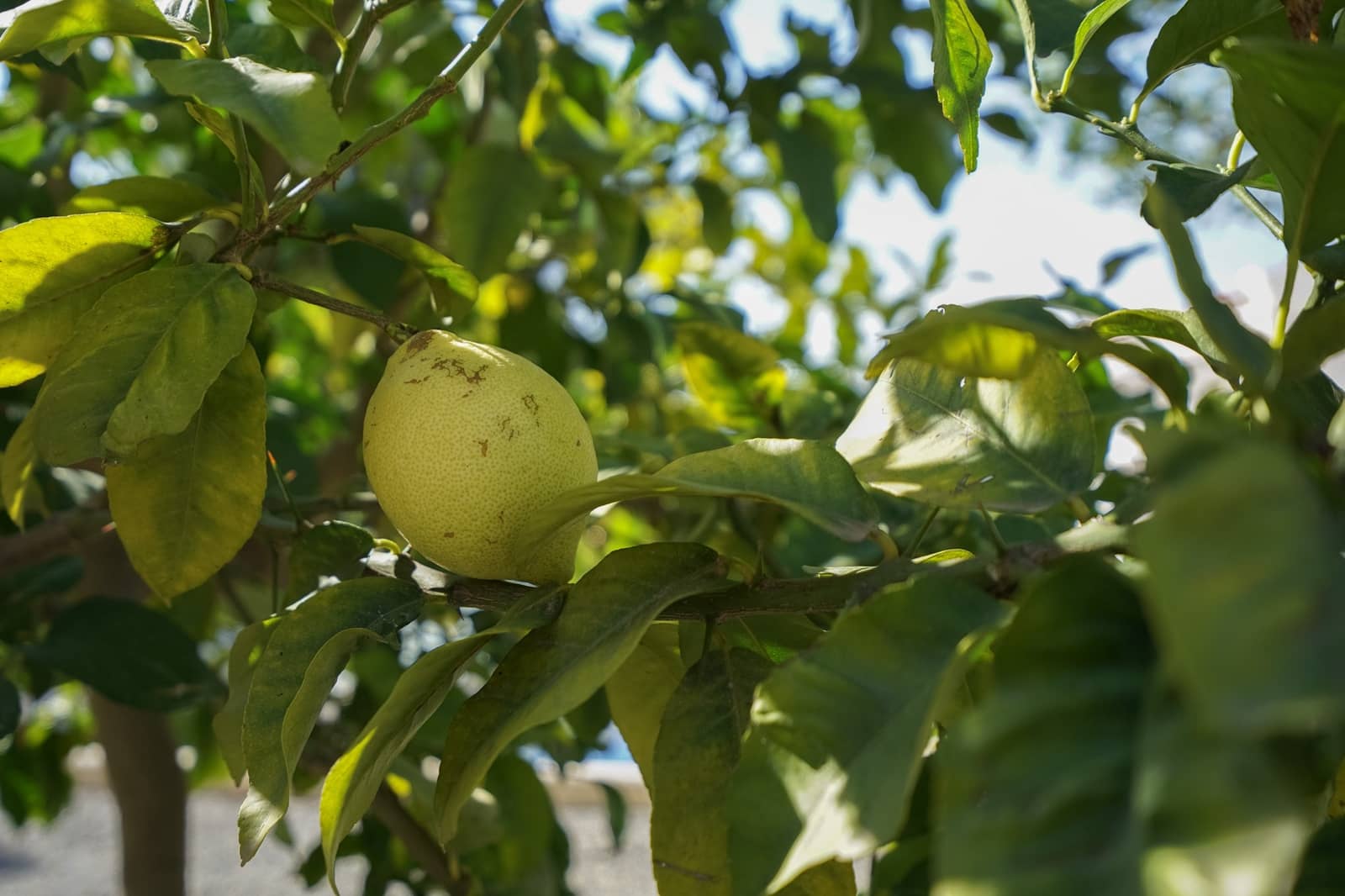 3 soveværelse Villa til salg i Benissa med swimmingpool - € 725.000 (Ref: 9694354)