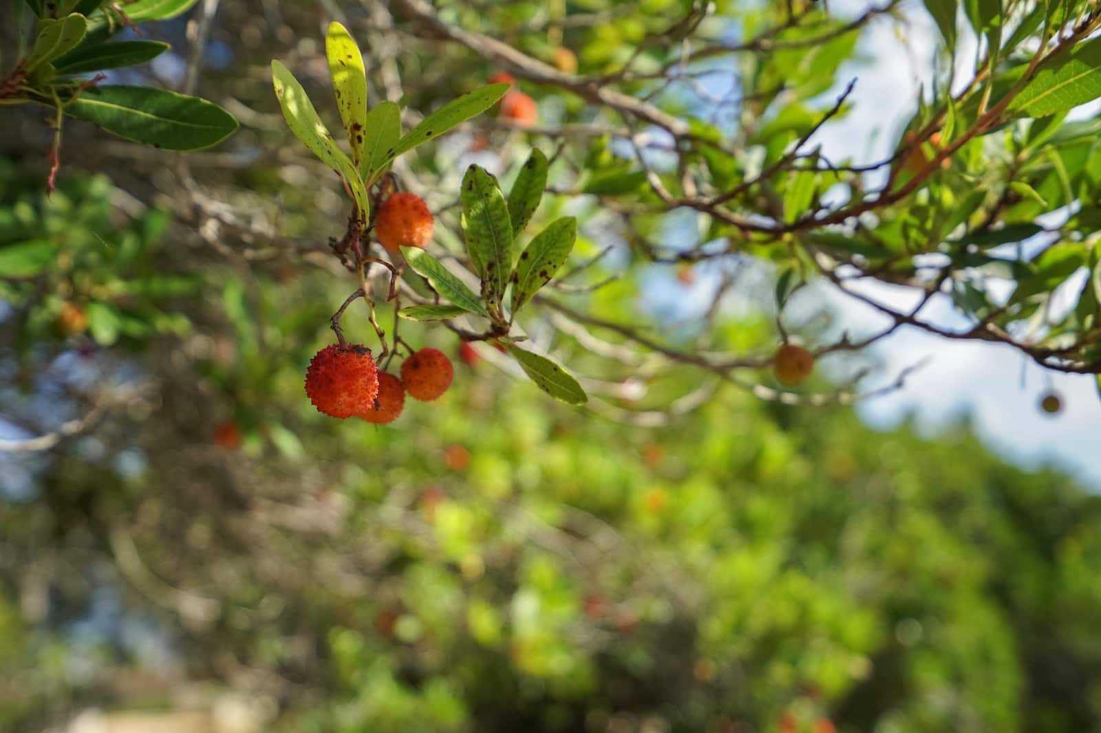 Building Plot for sale in Javea / Xabia - € 2,500,000 (Ref: 9694365)