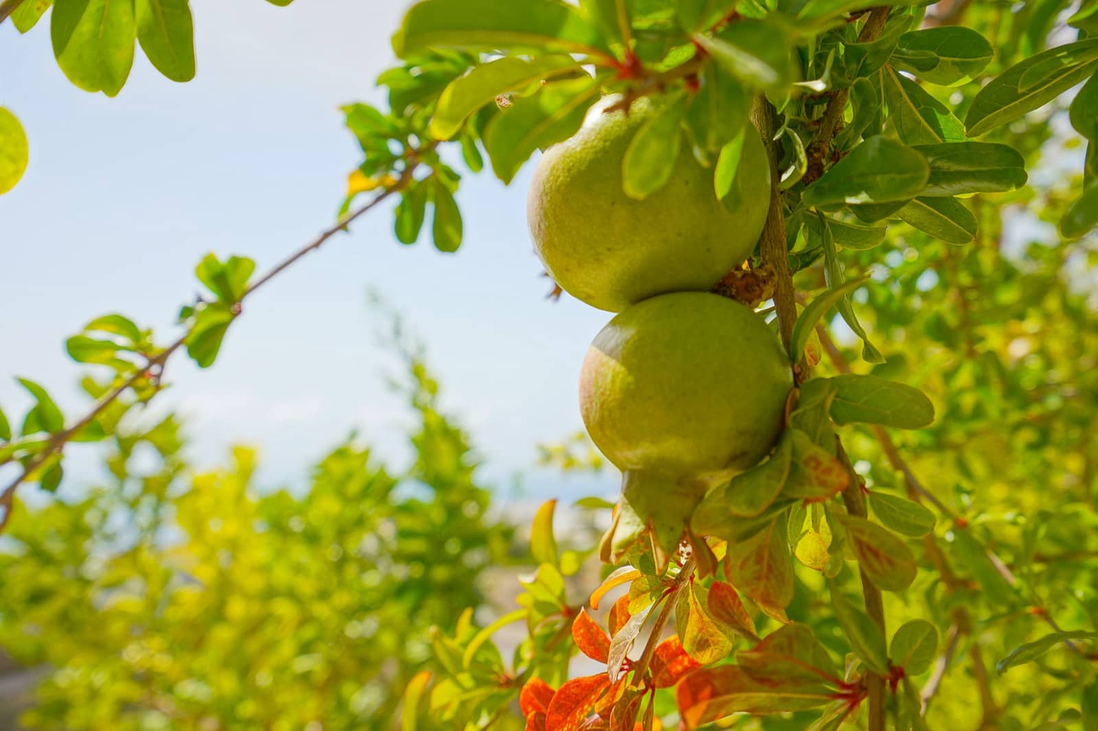 3 bedroom Villa for sale in Cumbre del Sol with pool - € 715,000 (Ref: 9694389)