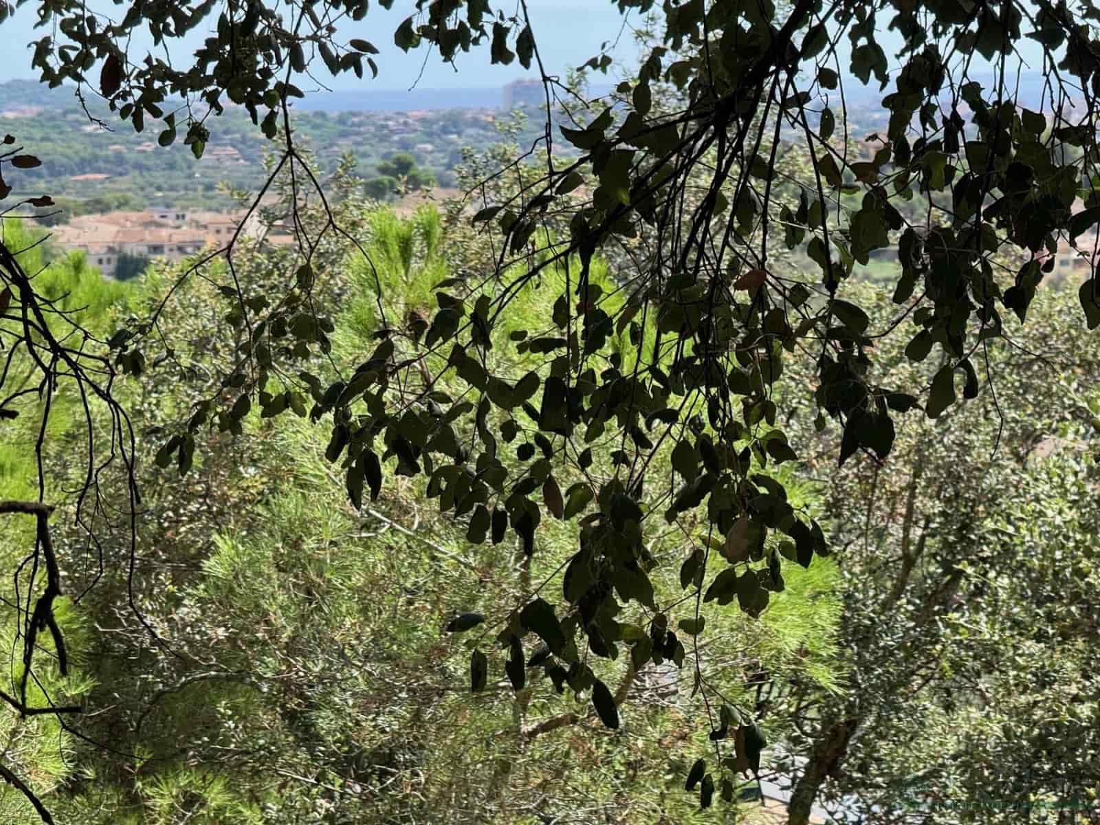 Undeveloped Land for sale in Calonge i Sant Antoni - € 132,000 (Ref: 10095497)