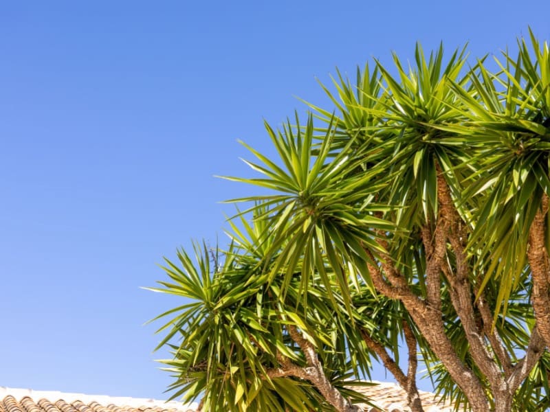 5 chambre Villa/Maison à vendre à Javea / Xabia avec piscine - 1 300 000 € (Ref: 8986263)