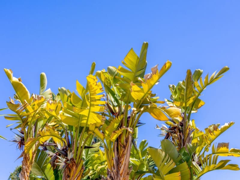 5 chambre Villa/Maison à vendre à Javea / Xabia avec piscine - 1 300 000 € (Ref: 8986263)