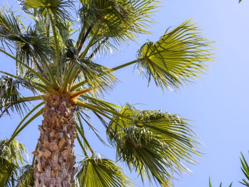 5 chambre Villa/Maison à vendre à Javea / Xabia avec piscine - 1 300 000 € (Ref: 8986263)