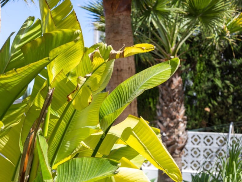 4 makuuhuone Huvila myytävänä paikassa Javea / Xabia mukana uima-altaan 
autotalli - 699 000 € (Ref: 8986270)