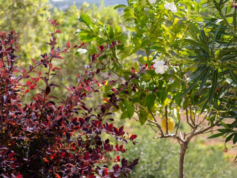 4 soveværelse Villa til salg i Javea / Xabia med swimmingpool - € 640.000 (Ref: 9131977)