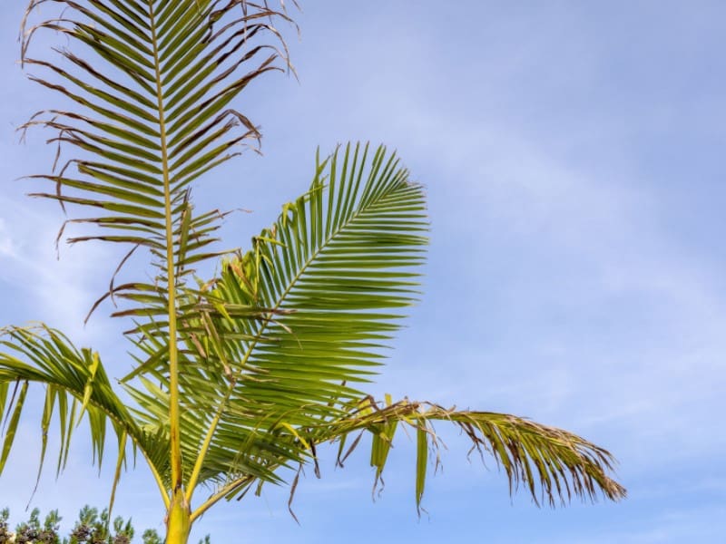 5 bedroom Villa for sale in Javea / Xabia with pool garage - € 1,999,950 (Ref: 9294428)