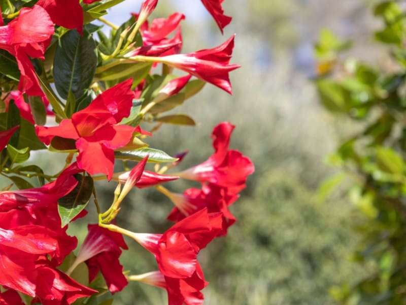 2 bedroom Villa for sale in Javea / Xabia with garage - € 515,000 (Ref: 9326699)