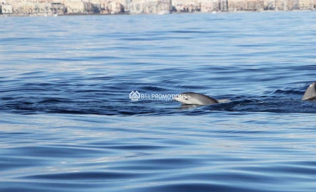 3 bedroom Villa for sale in Algorfa with pool garage - € 445,000 (Ref: 8997711)