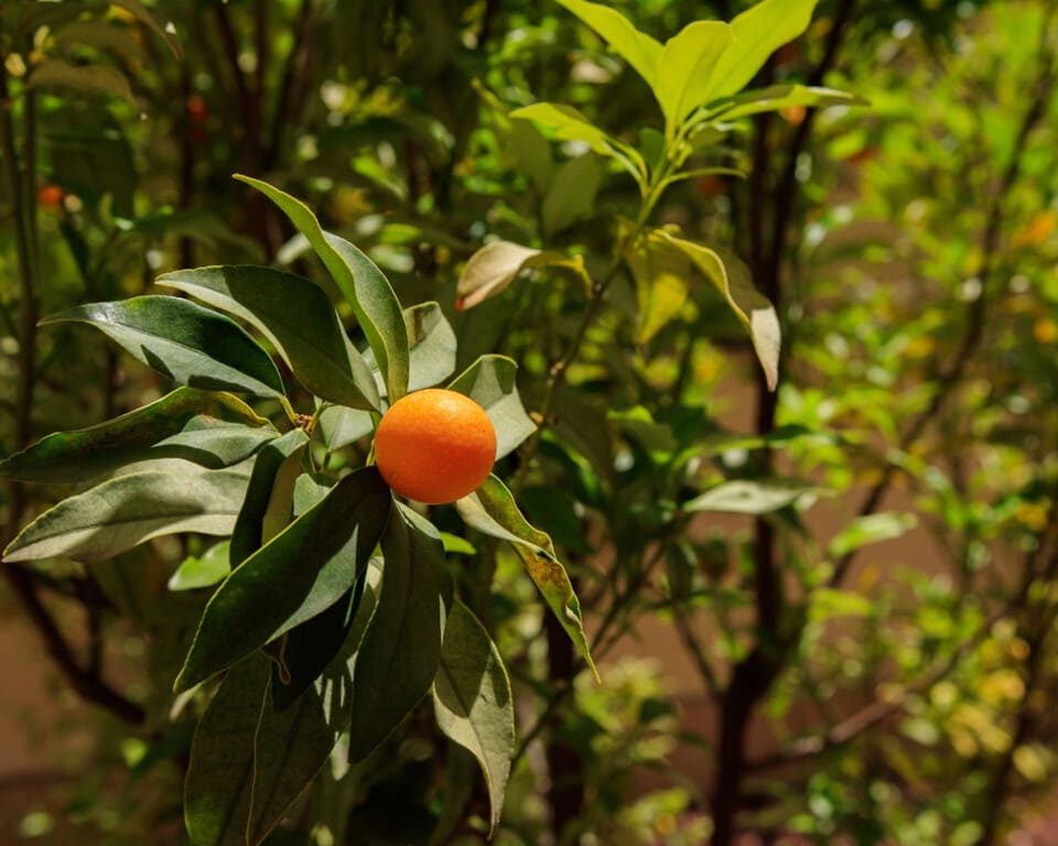 Chalet de 4 habitaciones en Ciudad Quesada en venta con piscina - 890.000 € (Ref: 9547143)