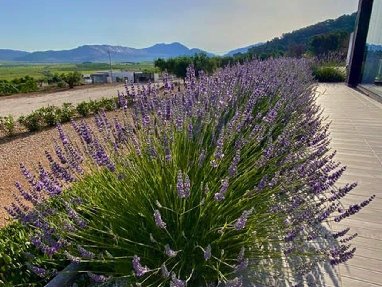 3 chambre Villa/Maison à vendre à Canada de la Lena avec piscine - 299 995 € (Ref: 9148939)