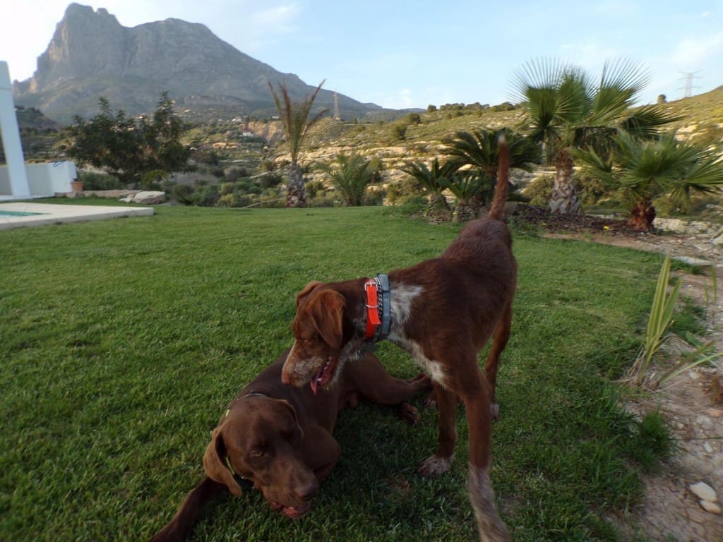 4 makuuhuone Huvila myytävänä paikassa Finestrat mukana uima-altaan - 1 825 000 € (Ref: 9182380)