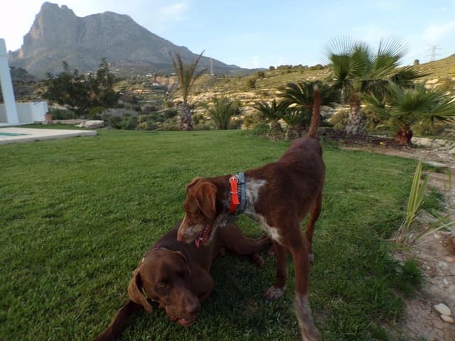 4 makuuhuone Huvila myytävänä paikassa Golf Bahía, Finestrat mukana uima-altaan - 1 825 000 € (Ref: 9182380)