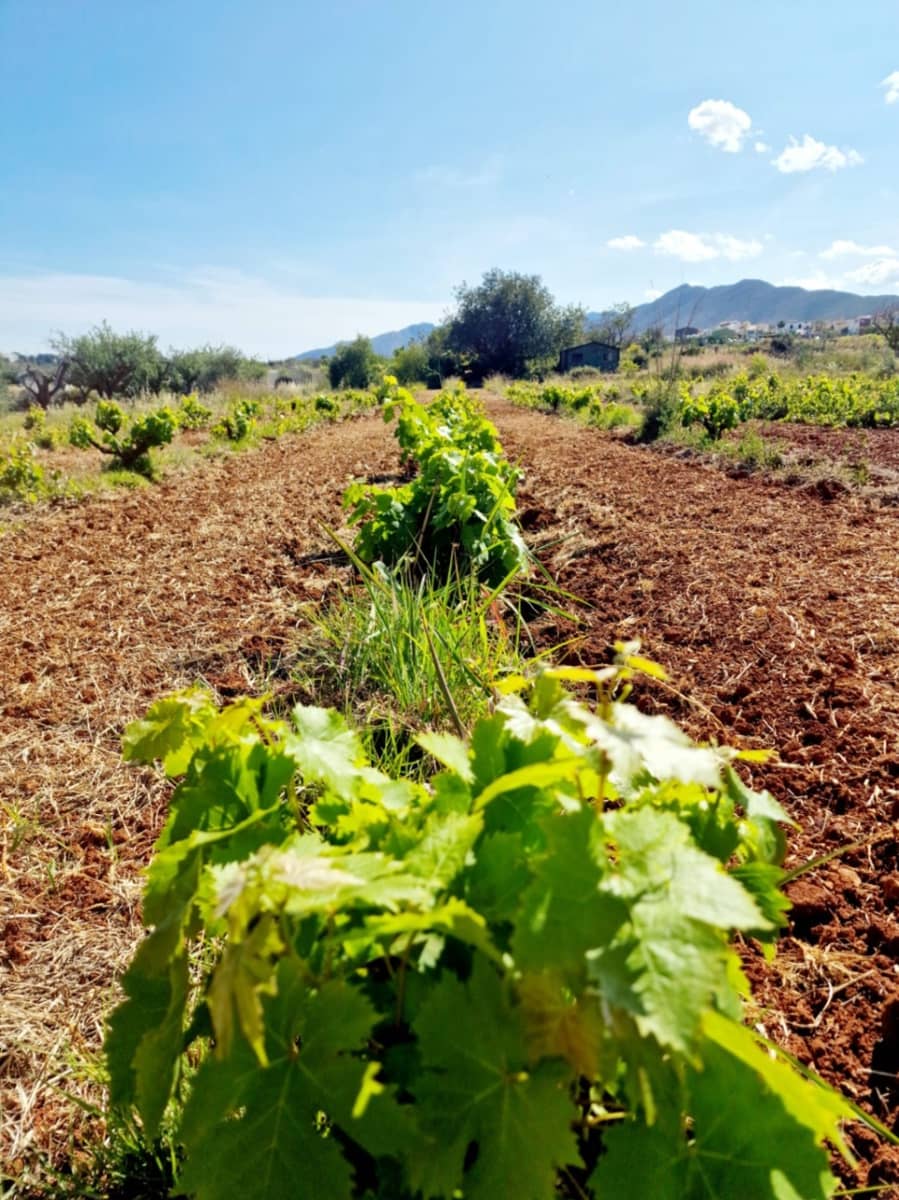 4 soverom Finca/Herregård til salgs i Senija med svømmebasseng garasje - € 1 295 000 (Ref: 9182548)