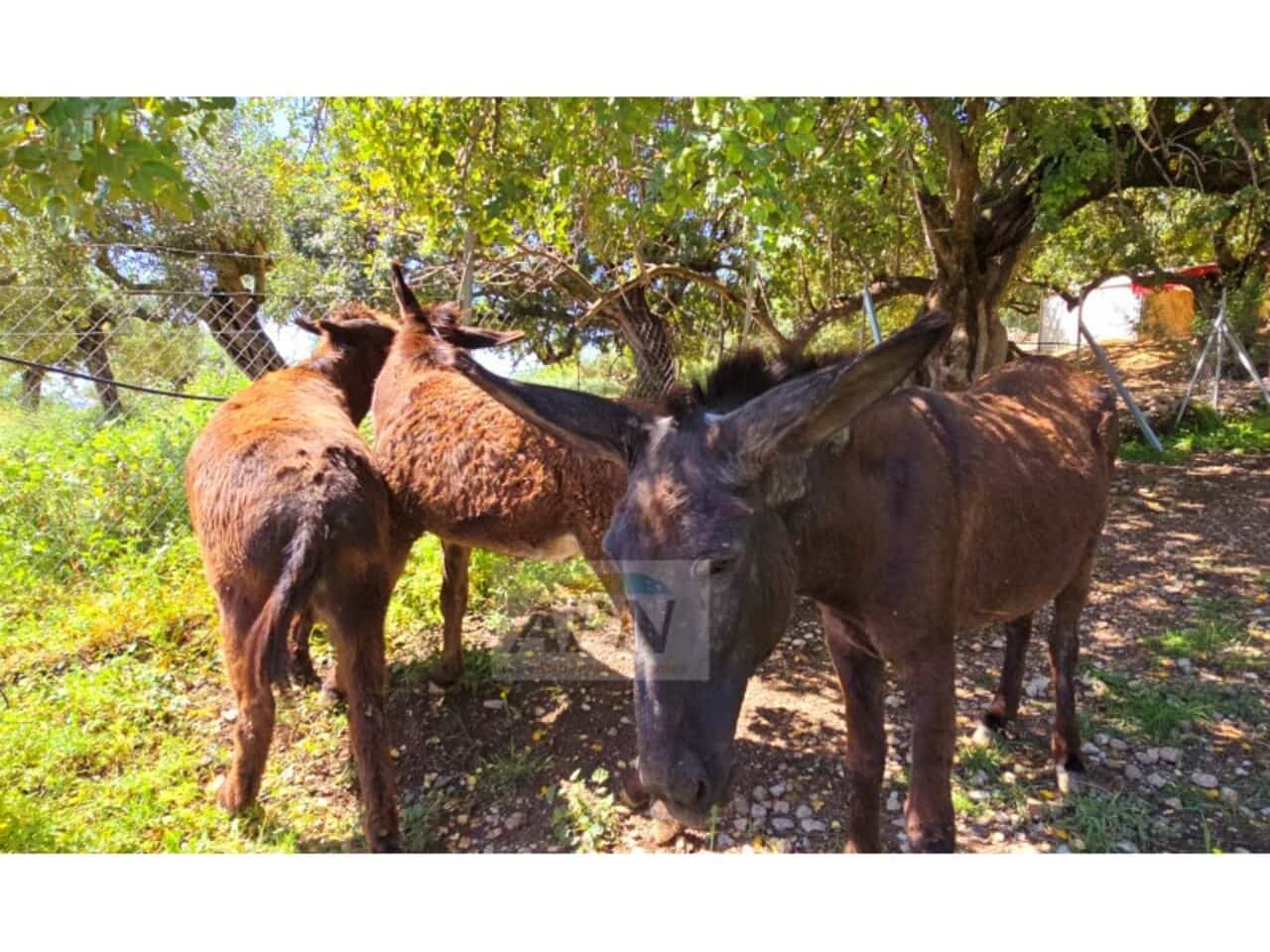 5 bedroom Finca/Country House for sale in Alora with pool - € 695,000 (Ref: 9231185)