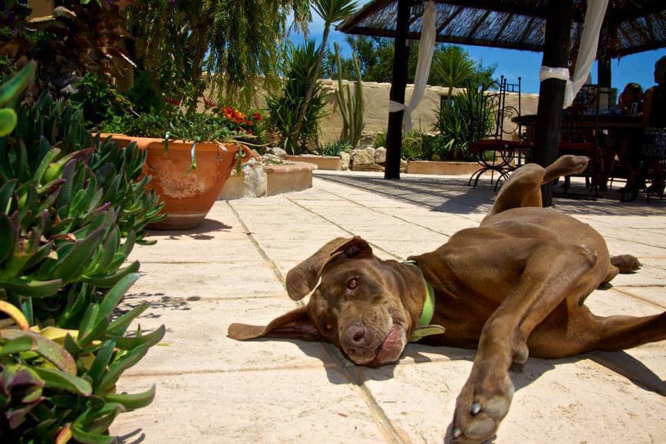 8 soveværelse Finca/Landehus til salg i Benissa med swimmingpool - € 1.400.000 (Ref: 9265675)