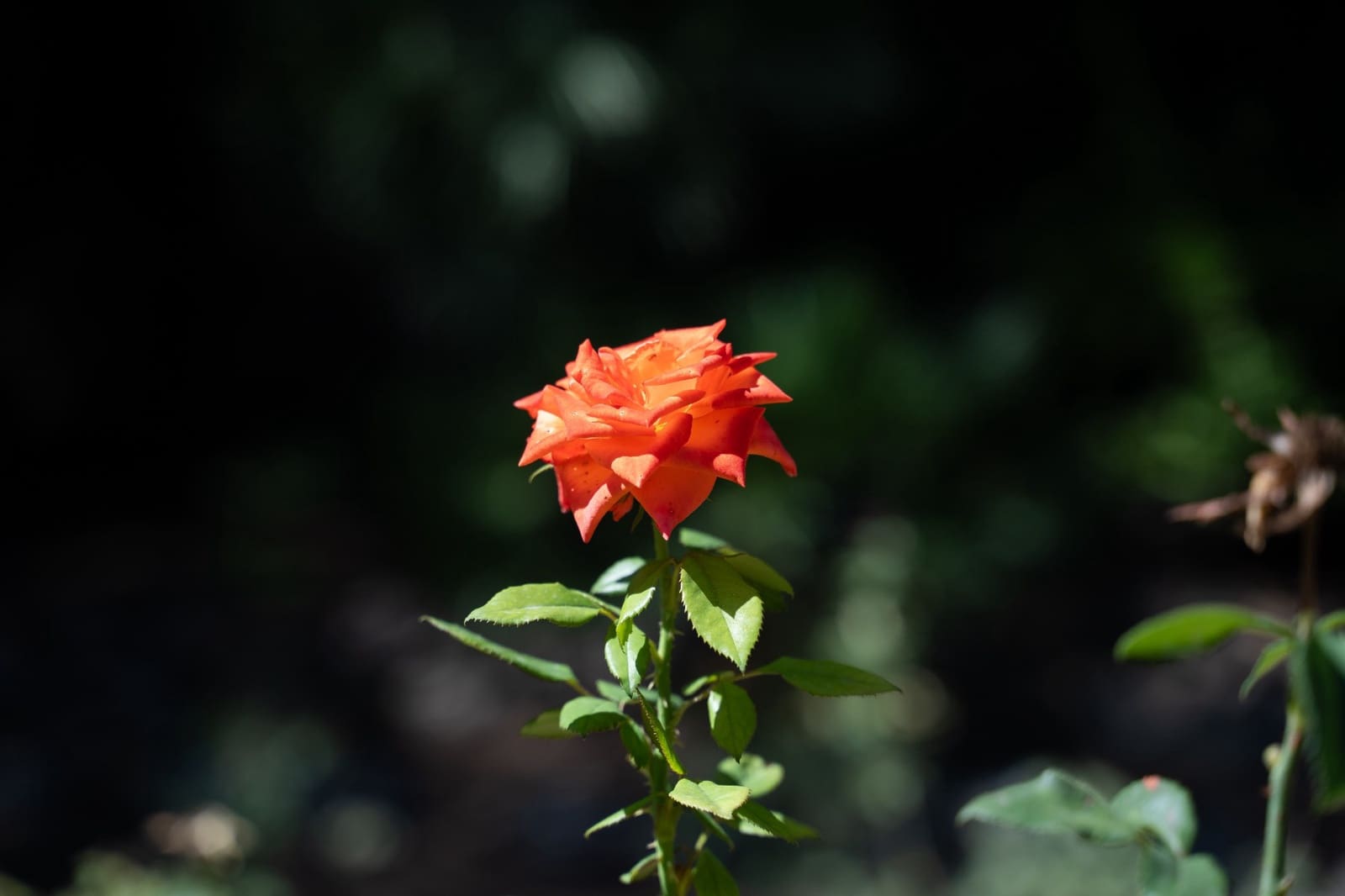 7 quarto Moradia para venda em Alcoy / Alcoi com garagem - 2 120 000 € (Ref: 9315093)