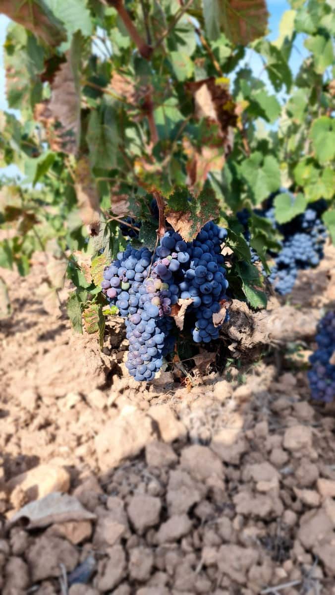 Finca/Country House for sale in Pinoso - € 552,840 (Ref: 9315131)