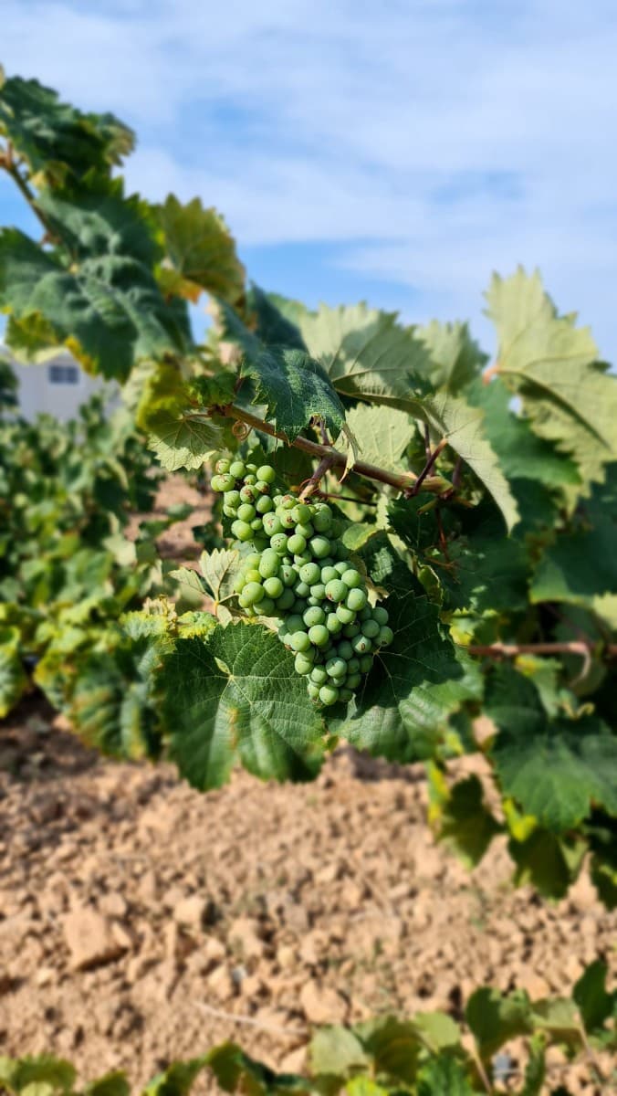 Finca/Country House for sale in Pinoso - € 552,840 (Ref: 9315131)