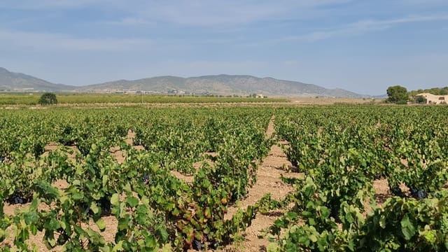 Finka/Dom wiejski na sprzedaż w Pinoso - 552 840 € (Ref: 9315131)