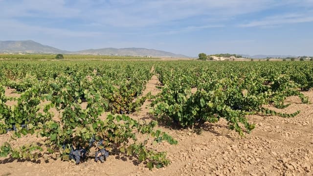 Finka/Dom wiejski na sprzedaż w Pinoso - 552 840 € (Ref: 9315131)