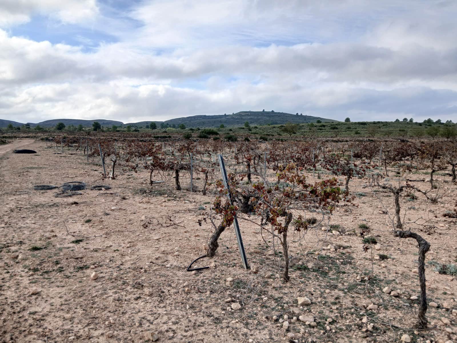 Finca/Herregård til salgs i Yecla - € 570 000 (Ref: 9315132)