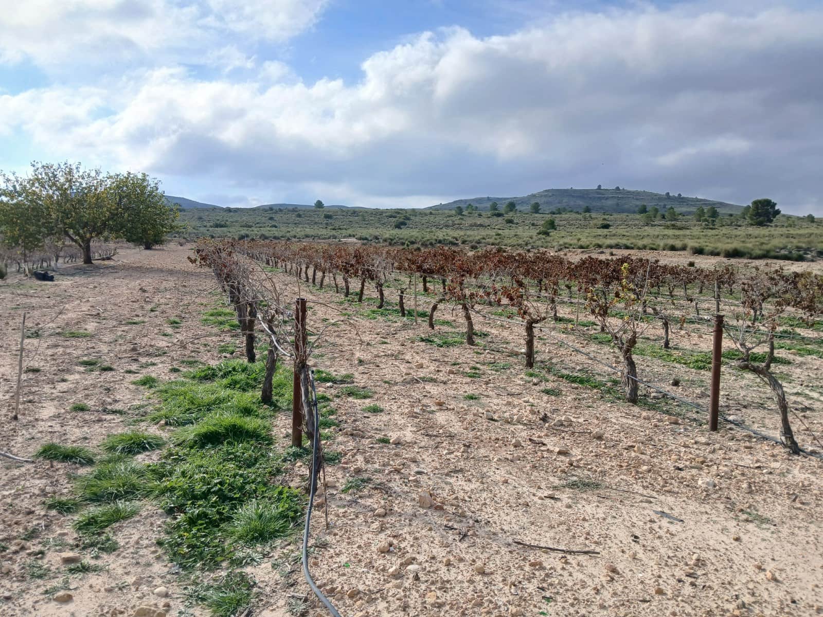 Finca/Herregård til salgs i Yecla - € 570 000 (Ref: 9315132)