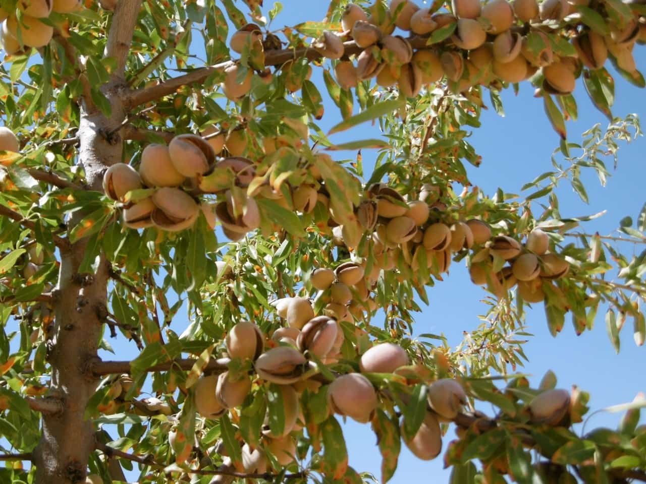 Finca/Landehus til salg i Jumilla med garage - € 525.000 (Ref: 9315137)