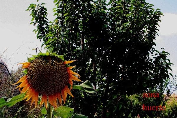 3 chambre Finca/Maison de Campagne à vendre à Gea y Truyols, Murcie ville avec piscine - 590 000 € (Ref: 9450948)