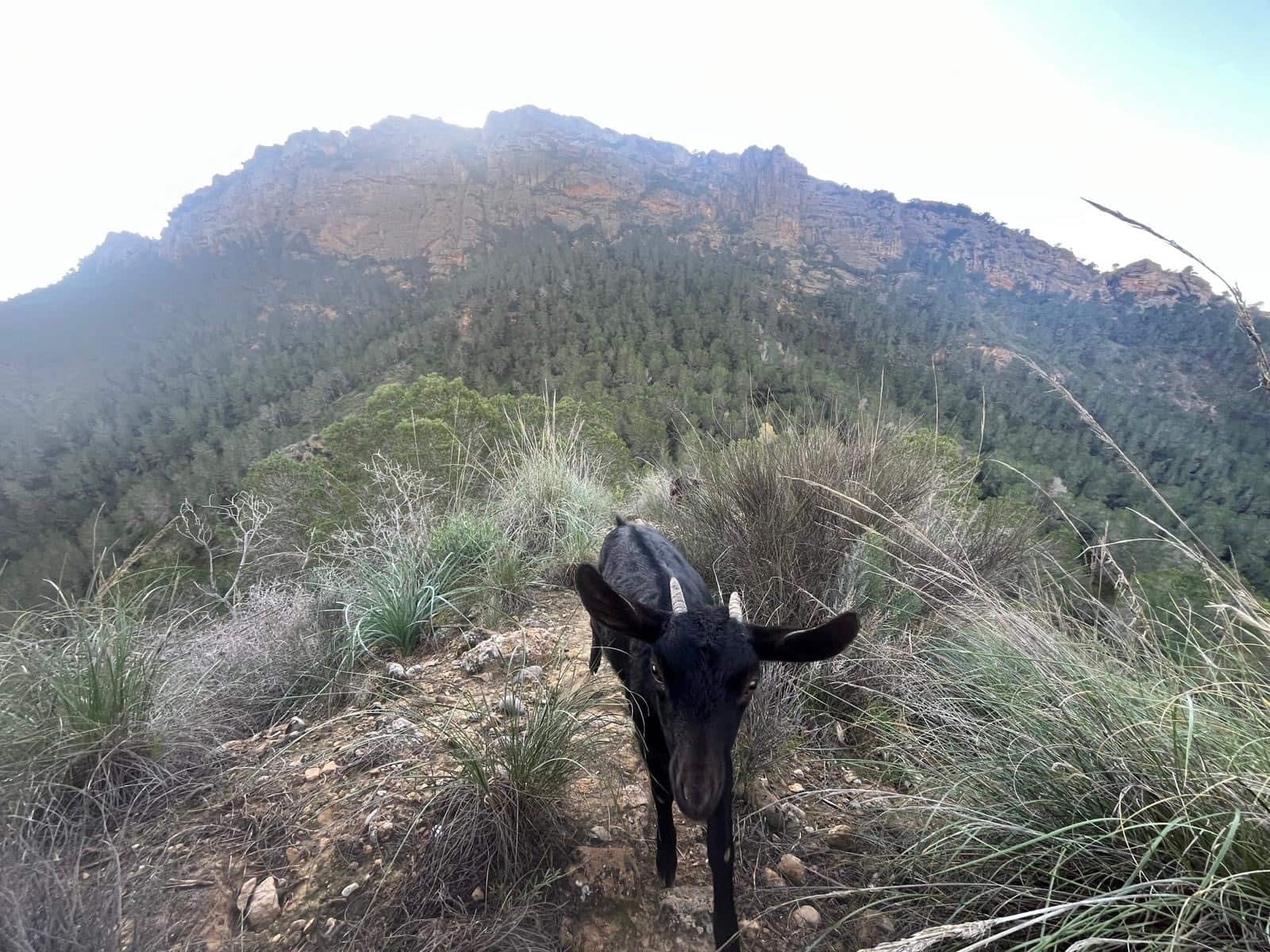 3 chambre Finca/Maison de Campagne à vendre à Gea y Truyols avec piscine - 590 000 € (Ref: 9499415)