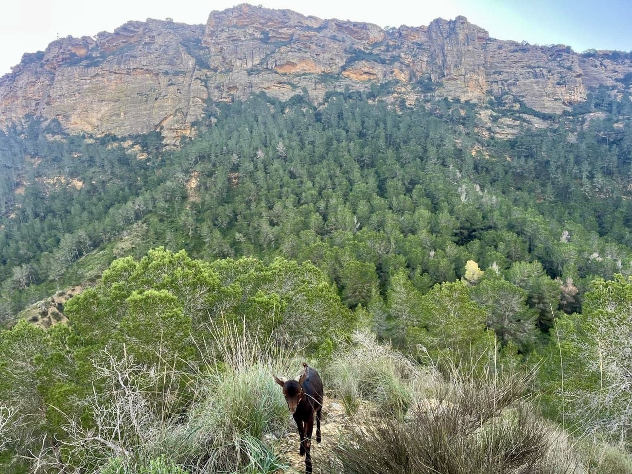 3 slaapkamer Finca/Landhuis te koop in Gea y Truyols met zwembad garage - € 599.000 (Ref: 9499417)