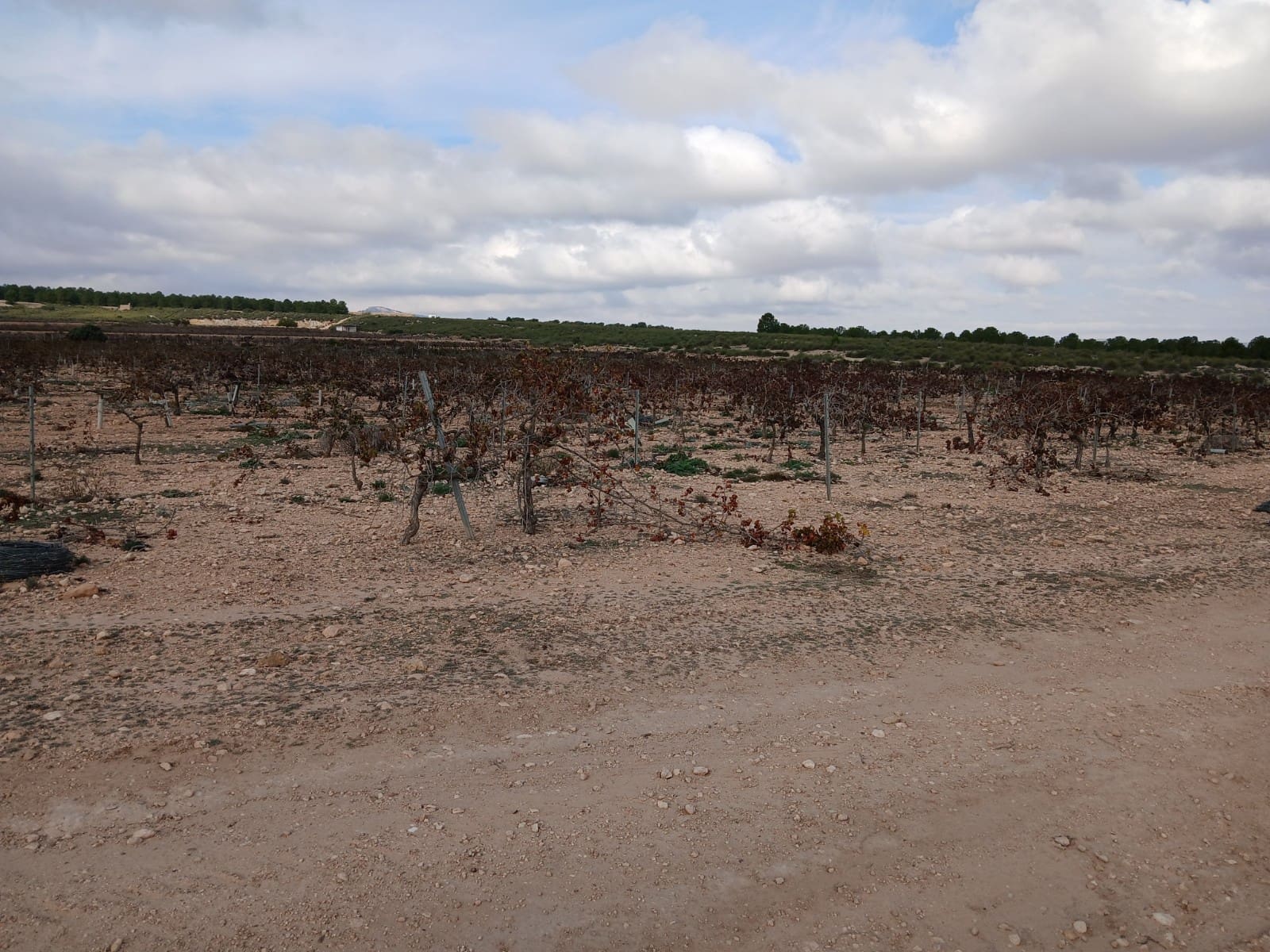 Quinta/Casa Rural para venda em Yecla - 570 000 € (Ref: 9499485)