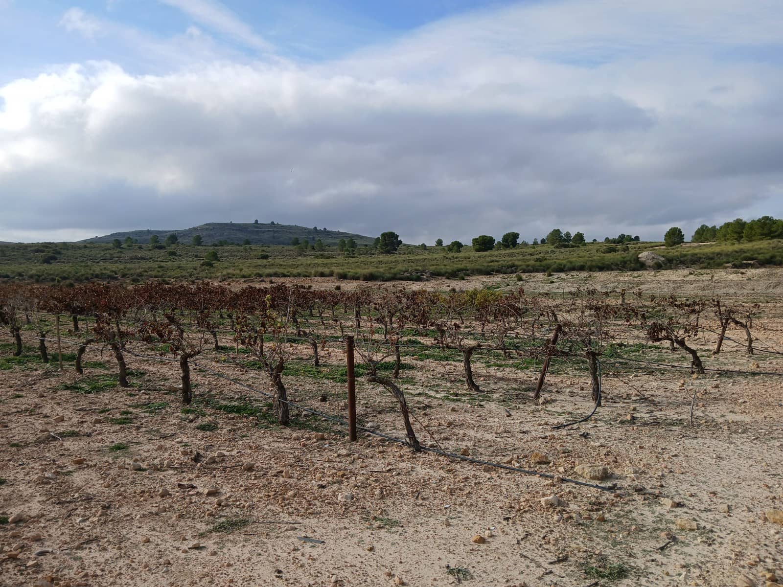 Quinta/Casa Rural para venda em Yecla - 570 000 € (Ref: 9499485)