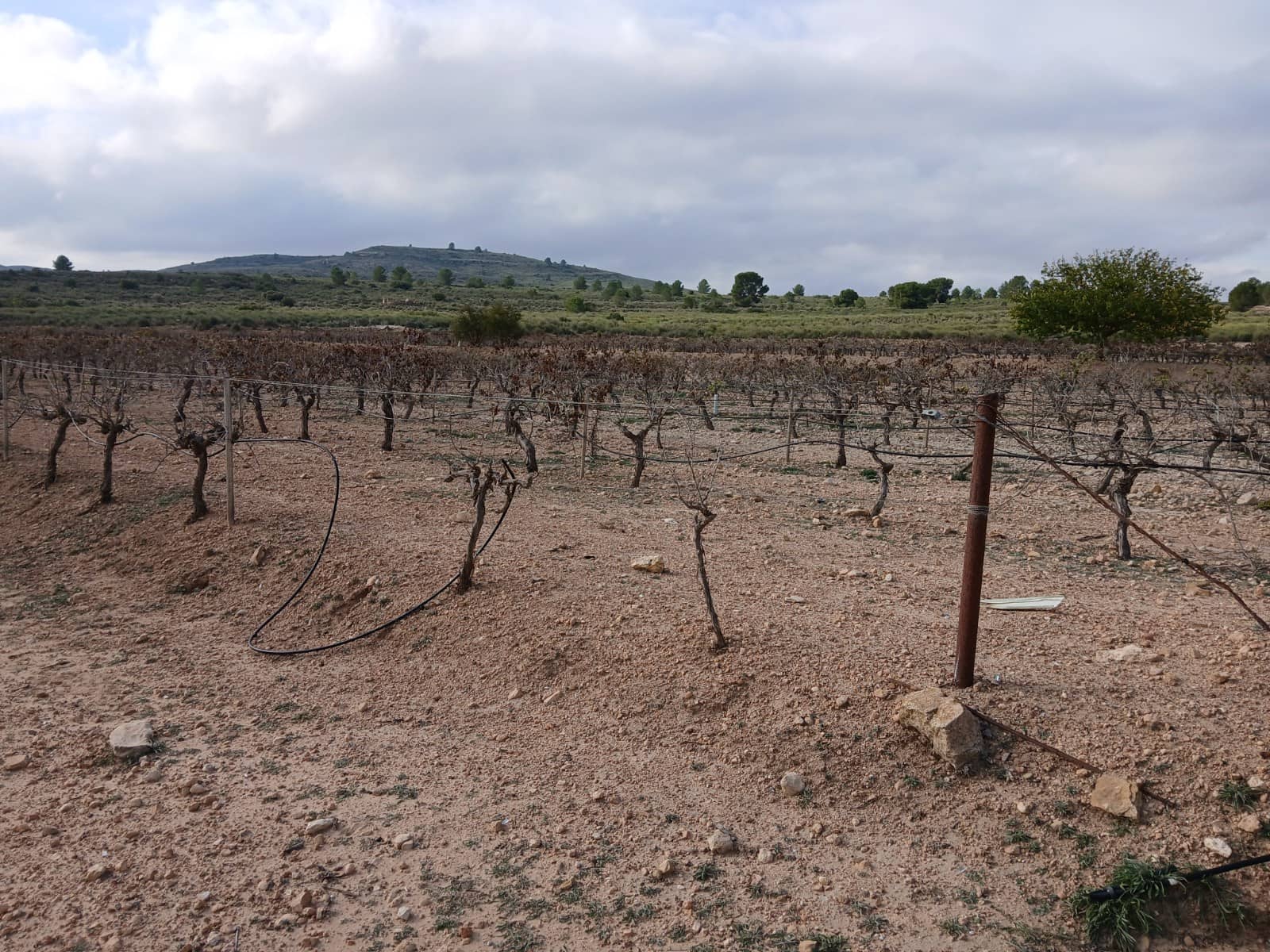 Quinta/Casa Rural para venda em Yecla - 570 000 € (Ref: 9499485)